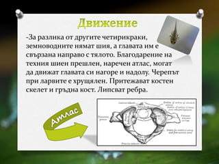 -За разлика от другите четирикраки, 
земноводните нямат шия, а главата им е 
свързана направо с тялото. Благодарение на 
техния шиен прешлен, наречен атлас, могат 
да движат главата си нагоре и надолу. Черепът 
при ларвите е хрущялен. Притежават костен 
скелет и гръдна кост. Липсват ребра. 
 