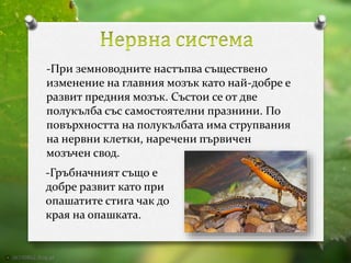 -При земноводните настъпва съществено 
изменение на главния мозък като най-добре е 
развит предния мозък. Състои се от две 
полукълба със самостоятелни празнини. По 
повърхността на полукълбата има струпвания 
на нервни клетки, наречени първичен 
мозъчен свод. 
-Гръбначният също е 
добре развит като при 
опашатите стига чак до 
края на опашката. 
 
