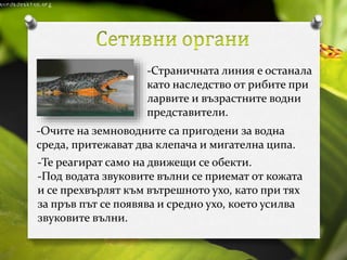 -Страничната линия е останала 
като наследство от рибите при 
ларвите и възрастните водни 
представители. 
-Очите на земноводните са пригодени за водна 
среда, притежават два клепача и мигателна ципа. 
-Те реагират само на движещи се обекти. 
-Под водата звуковите вълни се приемат от кожата 
и се прехвърлят към вътрешното ухо, като при тях 
за пръв път се появява и средно ухо, което усилва 
звуковите вълни. 
 