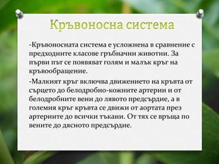 -Кръвоносната система е усложнена в сравнение с 
предходните класове гръбначни животни. За 
първи път се появяват голям и малък кръг на 
кръвообращение. 
-Малкият кръг включва движението на кръвта от 
сърцето до белодробно-кожните артерии и от 
белодробните вени до лявото предсърдие, а в 
големия кръг кръвта се движи от аортата през 
артериите до всички тъкани. От тях се връща по 
вените до дясното предсърдие. 
 