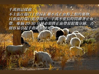 千萬別這樣做︰ 
不主張在傷口上塗抹紅藥水或止血粉之類的藥物，， 
只要保持傷口乾淨即可。千萬不要長時間綁著止血
帶，，每隔2200--3300分鐘必須將止血帶放鬆幾分鐘，，否
則容易引起手指缺血壞死。
 