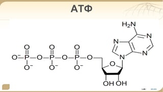 АТФ 
 