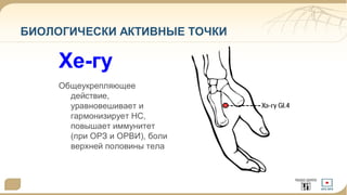 БИОЛОГИЧЕСКИ АКТИВНЫЕ ТОЧКИ 
Хе-гу 
Общеукрепляющее 
действие, 
уравновешивает и 
гармонизирует НС, 
повышает иммунитет 
(при ОРЗ и ОРВИ), боли 
верхней половины тела 
 