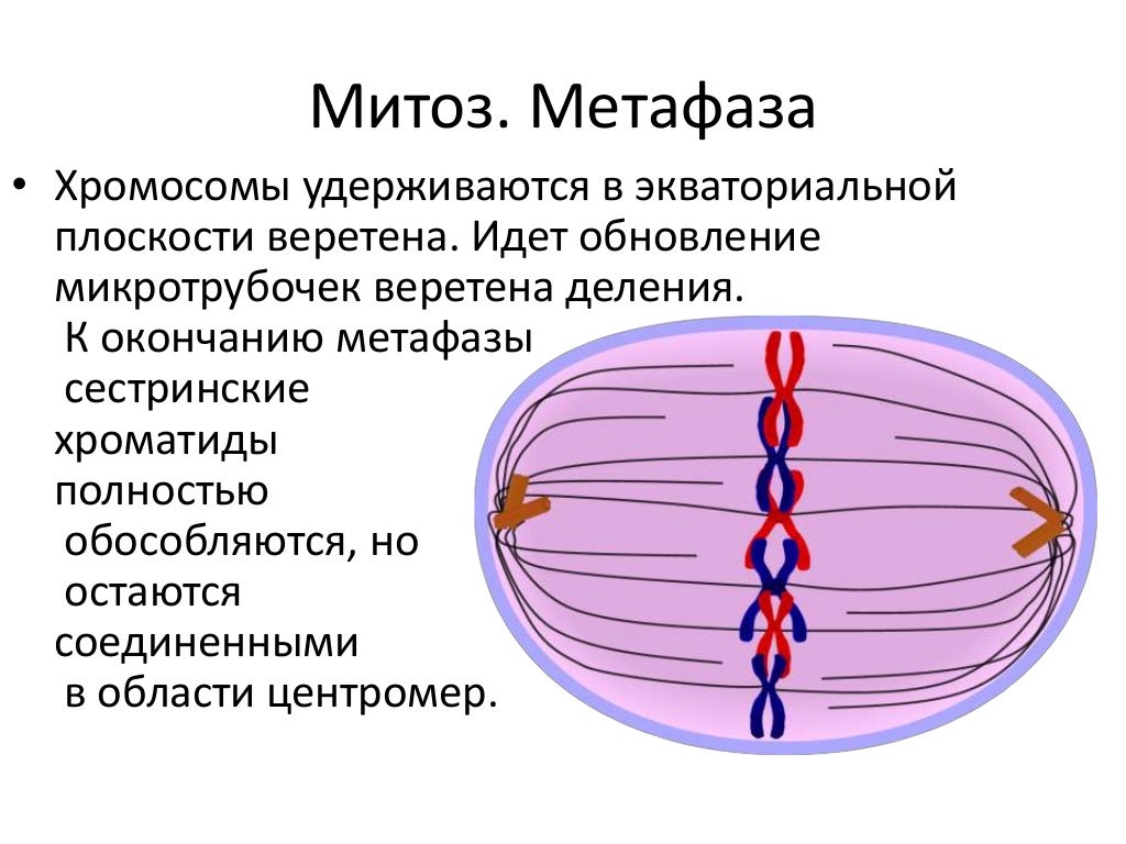 Деление триплоидной клетки. Схема митотического деления диплоидной клетки. Триплоидные клетки. Схема митотического деления диплоидной клетки таблица.