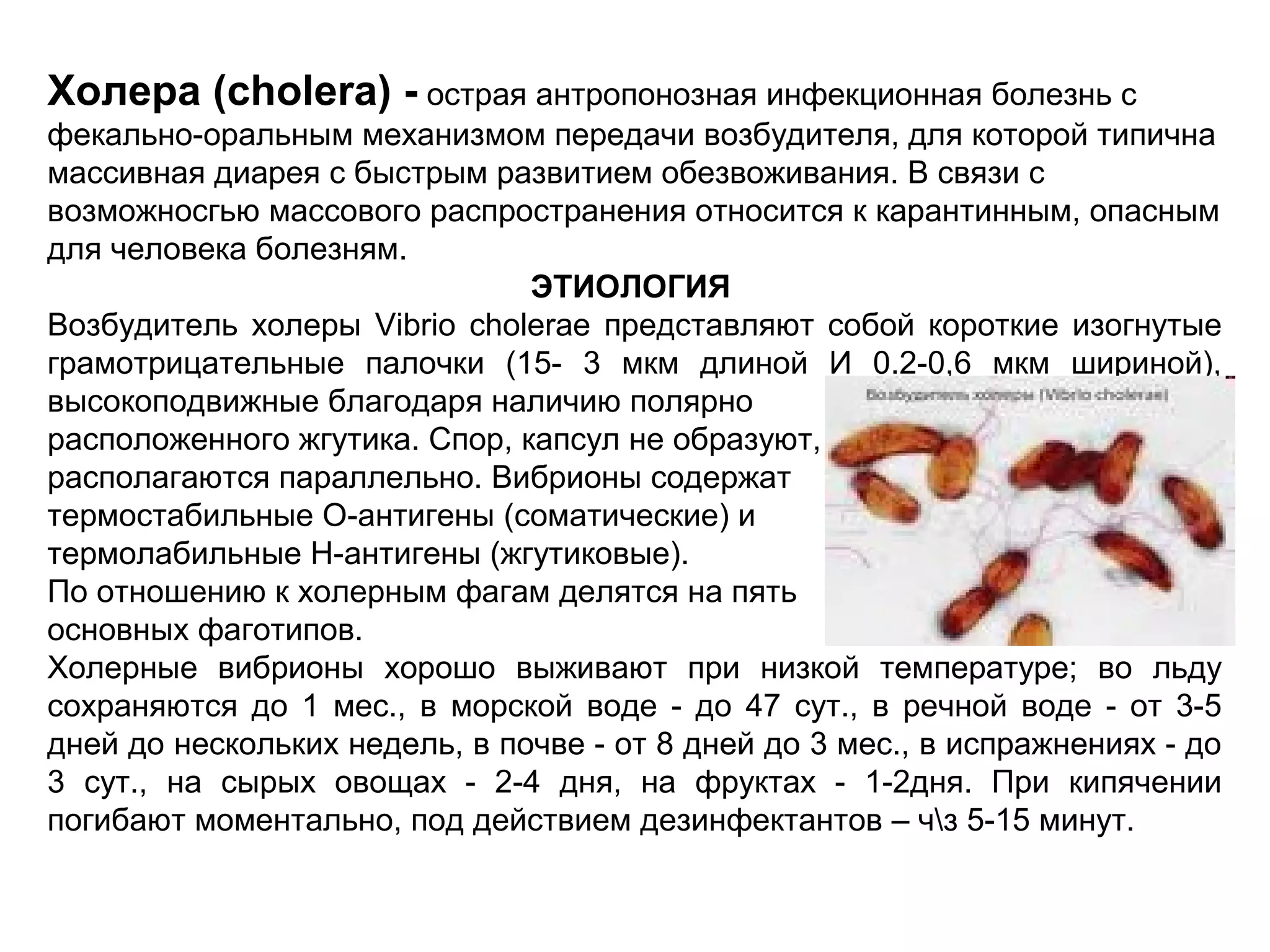 Холера (cholera) - острая антропонозная инфекционная болезнь с 
фекально-оральным механизмом передачи возбудителя, для которой типична 
массивная диарея с быстрым развитием обезвоживания. В связи с 
возможносгью массового распространения относится к карантинным, опасным 
для человека болезням. 
ЭТИОЛОГИЯ 
Возбудитель холеры Vibrio cholerae представляют собой короткие изогнутые 
грамотрицательные палочки (15- 3 мкм длиной И 0.2-0,6 мкм шириной), 
высокоподвижные благодаря наличию полярно 
расположенного жгутика. Спор, капсул не образуют, 
располагаются параллельно. Вибрионы содержат 
термостабильные О-антигены (соматические) и 
термолабильные Н-антигены (жгутиковые). 
По отношению к холерным фагам делятся на пять 
основных фаготипов. 
Холерные вибрионы хорошо выживают при низкой температуре; во льду 
сохраняются до 1 мес., в морской воде - до 47 сут., в речной воде - от 3-5 
дней до нескольких недель, в почве - от 8 дней до 3 мес., в испражнениях - до 
3 сут., на сырых овощах - 2-4 дня, на фруктах - 1-2дня. При кипячении 
погибают моментально, под действием дезинфектантов – чз 5-15 минут. 
 