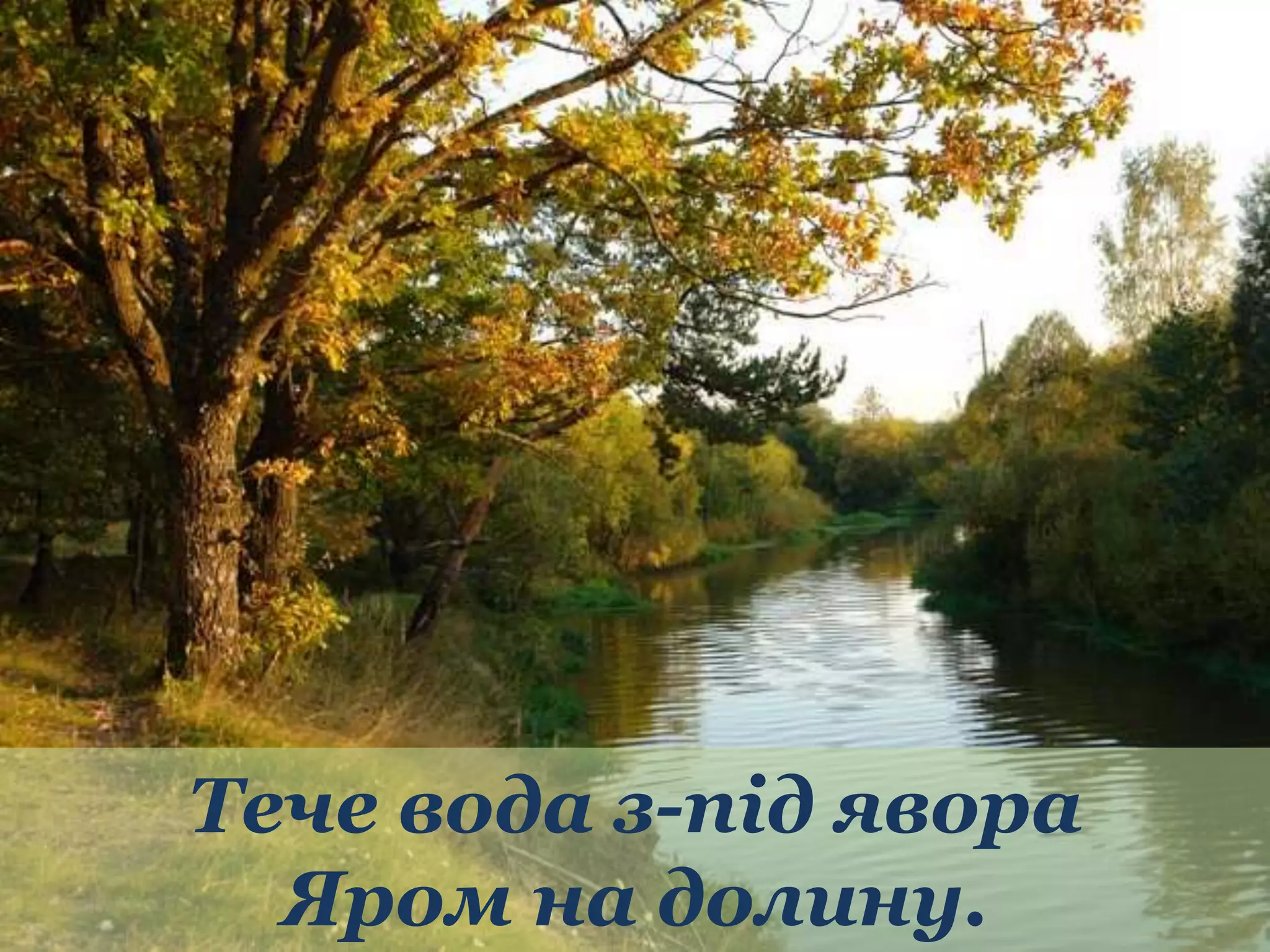 Тече вода з-під явора 
Яром на долину. 
 