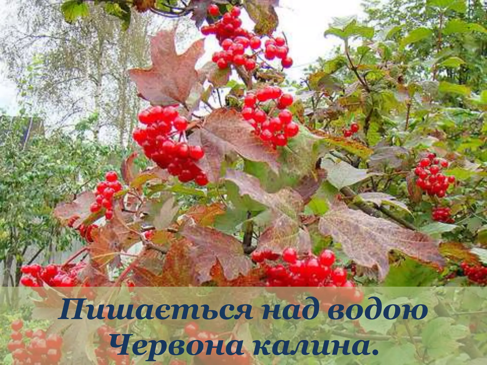 Пишається над водою 
Червона калина. 
 