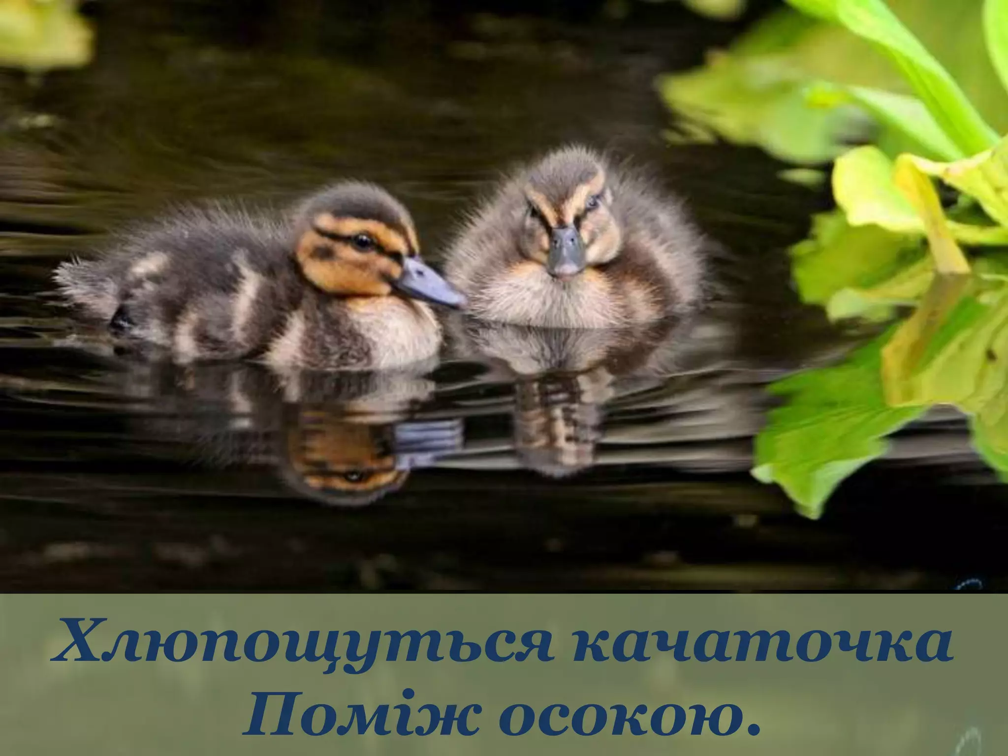 Хлюпощуться качаточка 
Поміж осокою. 
 