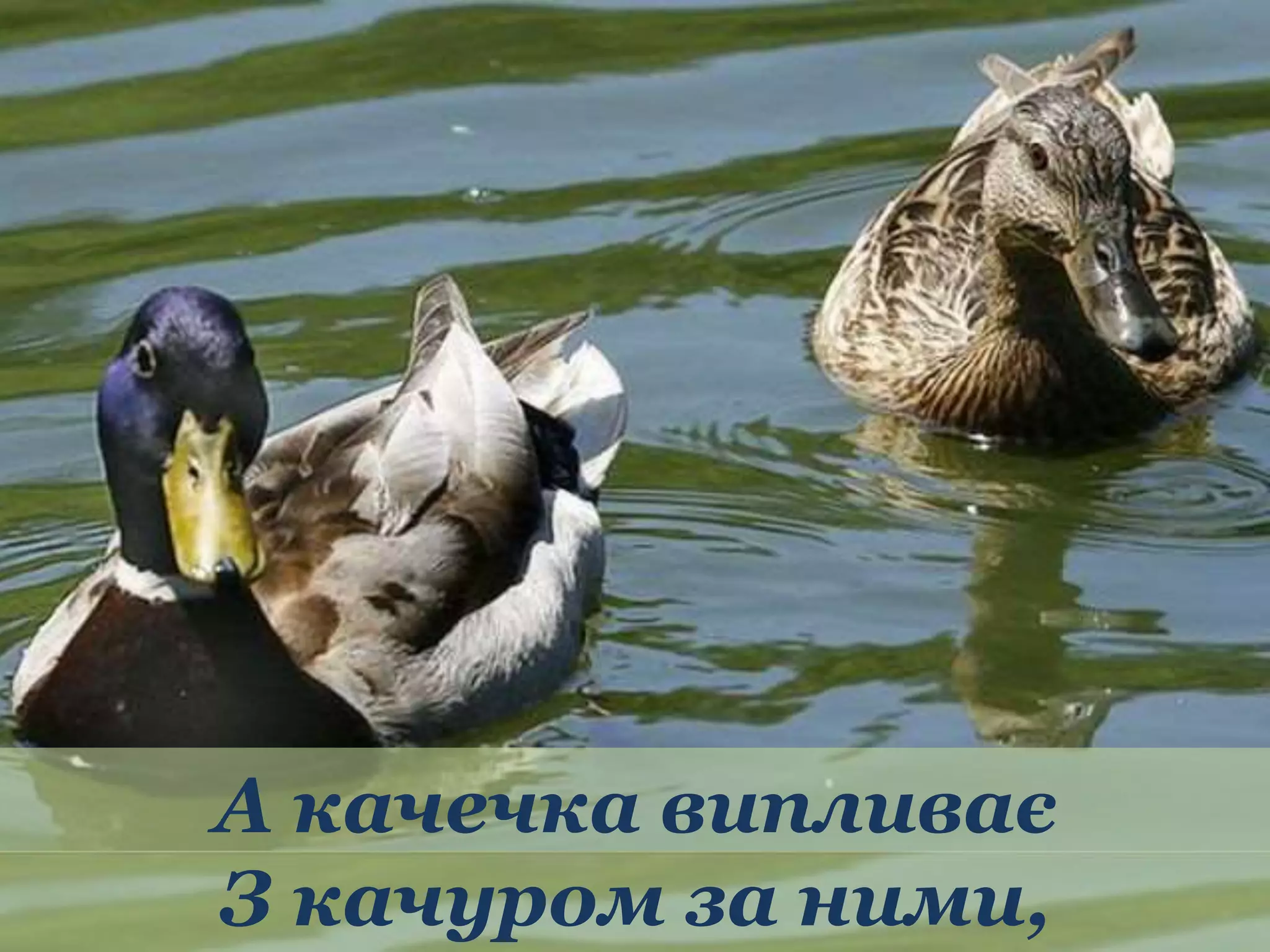 А качечка випливає 
З качуром за ними, 
 