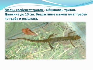 многообразие на земноводните | PPT