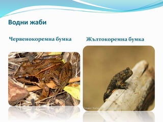 Водни жаби 
Червенокоремна бумка Жълтокоремна бумка 
 