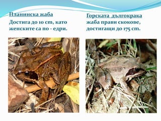 Планинска жаба 
Достига до 10 cm, като 
женските са по - едри. 
Горската дългокрака 
жаба прави скокове, 
достигащи до 175 cm. 
 