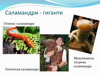 Саламандри - гиганти 
Мексиканска 
тигрова 
саламандра 
Огнена саламандра 
Гигантска саламандра 
 