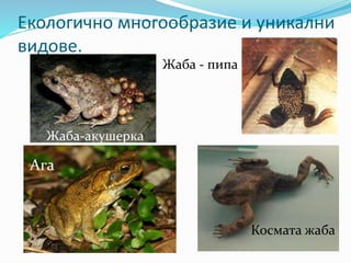 Екологично многообразие и уникални 
видове. 
Космата жаба 
Жаба-акушерка 
Ага 
Жаба - пипа 
 
