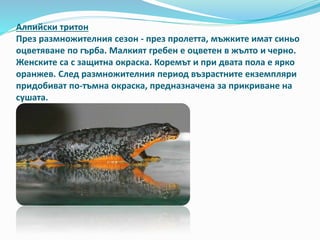 Алпийски тритон 
През размножителния сезон - през пролетта, мъжките имат синьо 
оцветяване по гърба. Малкият гребен е оцветен в жълто и черно. 
Женските са с защитна окраска. Коремът и при двата пола е ярко 
оранжев. След размножителния период възрастните екземпляри 
придобиват по-тъмна окраска, предназначена за прикриване на 
сушата. 
 