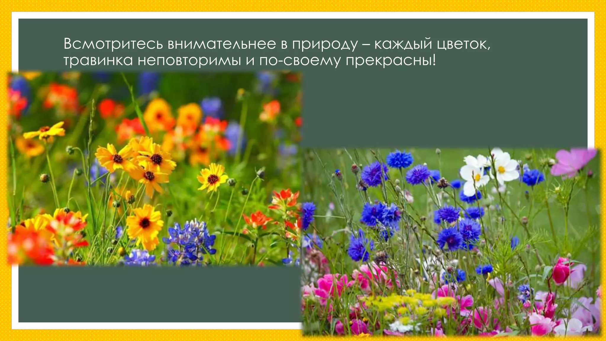 Всмотритесь внимательнее в природу – каждый цветок, 
травинка неповторимы и по-своему прекрасны! 
 