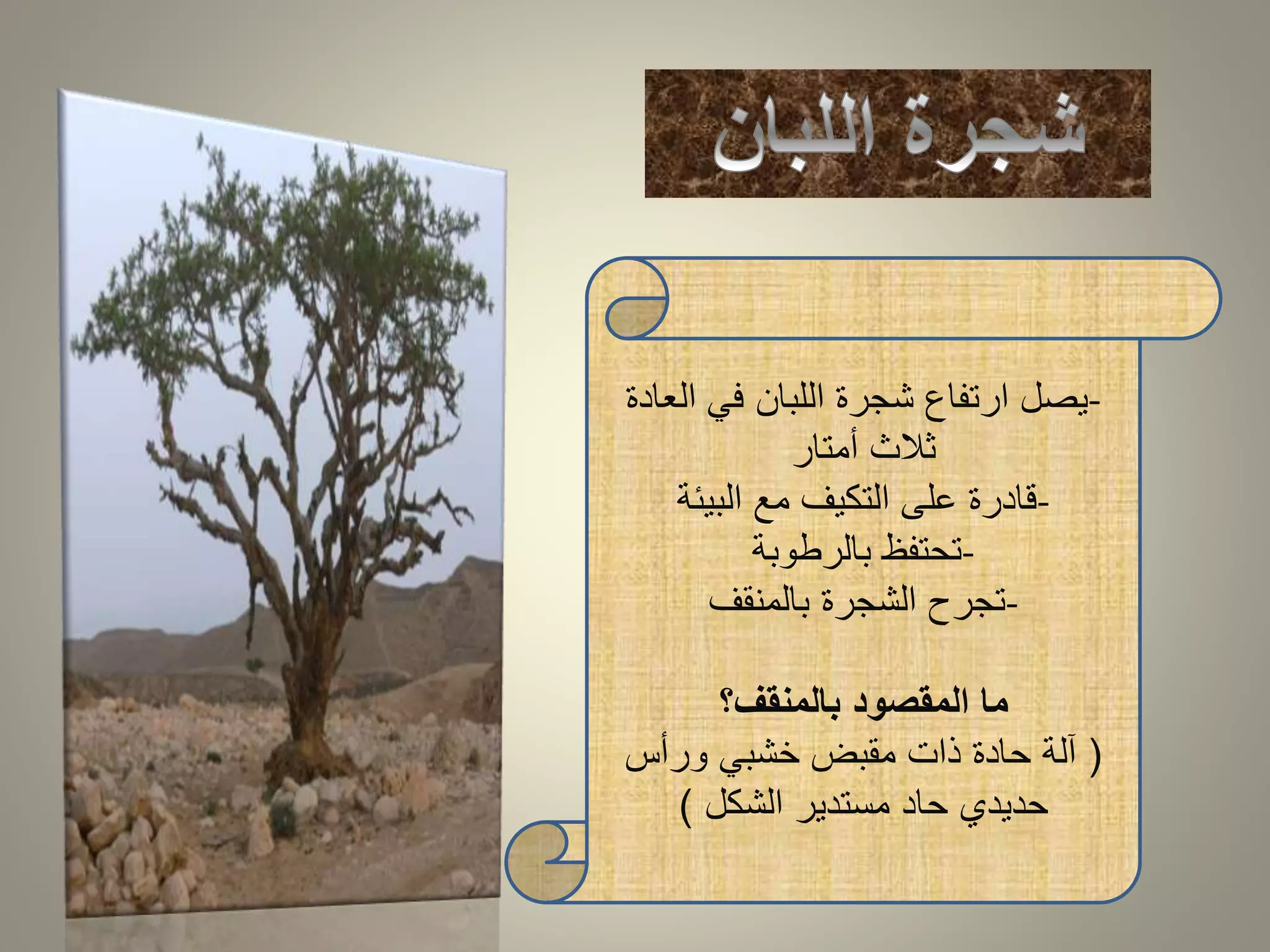 -يصل ارتفاع شجرة اللبان في العادة 
ثلاث أمتار 
-قادرة على التكيف مع البيئة 
-تحتفظ بالرطوبة 
-تجرح الشجرة بالمنقف 
ما المقصود بالمنقف؟ 
) آلة حادة ذات مقبض خشبي ورأس 
حديدي حاد مستدير الشكل ( 
 