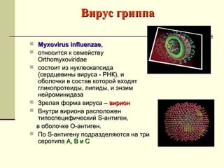 ВВиирруусс ггррииппппаа 
 MMyyxxoovviirruuss iinnfflluueennzzaaee,, 
 ооттннооссииттссяя кк ссееммееййссттввуу 
OOrrtthhoommyyxxoovviirriiddaaee 
 ссооссттооиитт иизз ннууккллееооккааппссииддаа 
((ссееррддццееввиинныы ввииррууссаа -- РРННКК),, ии 
ооббооллооччккии вв ссооссттаавв ккооттоорроойй ввххооддяятт 
ггллииккооппррооттееииддыы,, ллииппииддыы,, ии ээннззиимм 
ннееййррооммииннииддааззаа 
 ЗЗррееллааяя ффооррммаа ввииррууссаа –– ввииррииоонн 
 ВВннууттррии ввииррииооннаа рраассппооллоожжеенн 
ттииппооссппееццииффииччеессккиийй SS--ааннттииггеенн,, 
вв ооббооллооччккее ОО--ааннттииггеенн.. 
 ППоо SS--ааннттииггееннуу ппооддррааззддеелляяююттссяя ннаа ттррии 
ссееррооттииппаа АА,, ВВ ии СС 
 