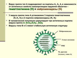 Вирус гриппа тип А подразделяют ннаа ппооддттииппыы АА11,, АА22,, АА33 вв ззааввииссииммооссттии 
оотт ааннттииггеенннныыхх ссввооййссттвв ггллииккооппррооттееииддоовв ннаарруужжнноойй ооббооллооччккии –– 
ггееммааггггллююттииннииннаа ((НН)) ии ннееййррооммииннииддааззыы ((NN)) 
 УУ ввииррууссаа ггррииппппаа ттииппаа АА ууссттааннооввллеенноо 33 ппооддттииппаа ггееммааггггллююттииннииннаа 
((НН11,, НН22,, НН33)) ии 22 ппооддттииппаа ннееййррооммииннииддааззыы ((NN11,, NN22)) 
 ВВ ччееллооввееччеессккоойй ппооппуулляяццииии ццииррккууллииррууюютт ттррии ааннттииггеенннныыхх ппооддттииппаа 
ввииррууссаа ггррииппппаа АА:: ((НН11 NN11)),, ((НН22 NN22)) ,, ((НН33NN22)) 
 ВВииррууссыы ттииппаа ВВ ии СС ииммееюютт ссттааббииллььннууюю ааннттииггееннннууюю ссттррууккттуурруу 
Нейраминидаза 
Гемагглютинин 
РНК 
M2 протеин 
(только у типа A) 
 