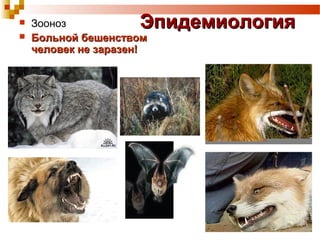  Зооноз ЭЭппииддееммииооллооггиияя 
 ББооллььнноойй ббеешшееннссттввоомм 
ччееллооввеекк ннее ззааррааззеенн!! 
 