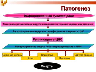 ППааттооггееннеезз 
Инфицированная кусаная рана 
Локальное размножение вируса в миоцитах в течение недель или месяцев 
Распространение вируса от периферических нервов к ЦНС 
Репликация в ЦНС 
Распространение вируса через периферические и ЧМН 
Слюнные железы Слизистые Другие органы 
Кожа Кишечник 
ССммееррттьь 
 