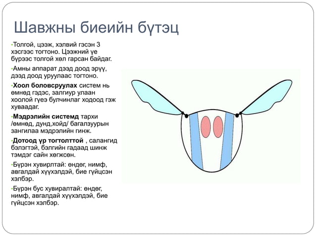 Шавьж түүний ангилал