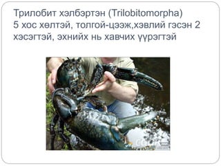 Шавьж түүний ангилал | PPT
