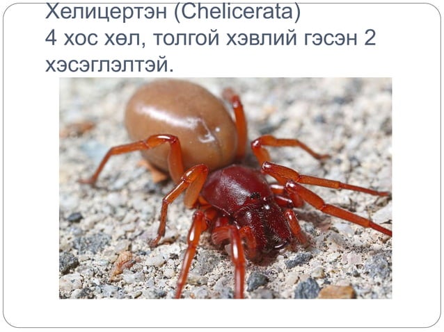 Шавьж түүний ангилал