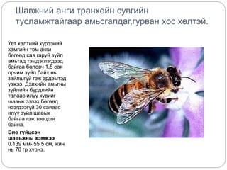 Шавьж түүний ангилал | PPT