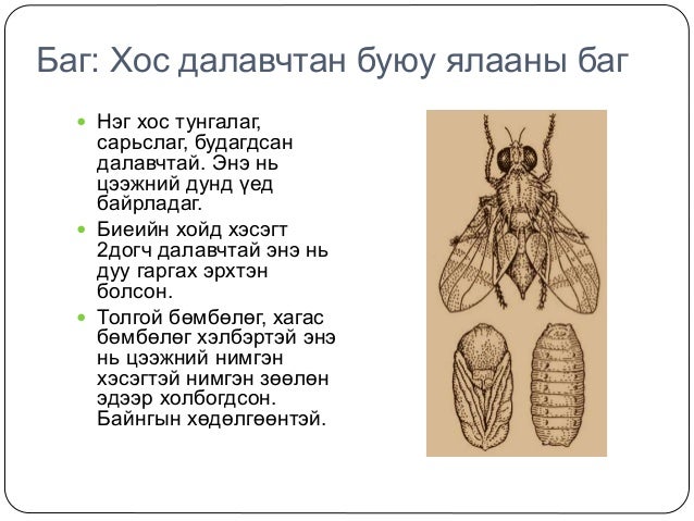 Шавьж түүний ангилал