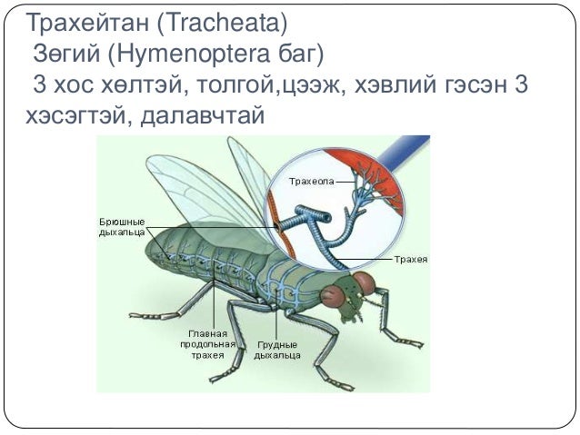 Шавьж түүний ангилал