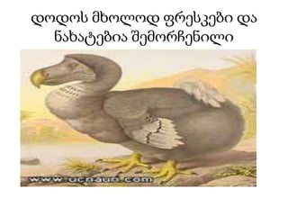 დოდოს მხოლოდ ფრესკები და 
ნახატებია შემორჩენილი 
 