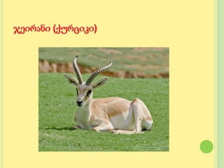 გადაშენების პირას მყოფი  ცხოველები