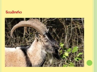 გადაშენების პირას მყოფი  ცხოველები