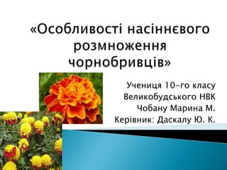 Учениця 10-го класу 
Великобудського НВК 
Чобану Марина М. 
Керівник: Даскалу Ю. К. 
 