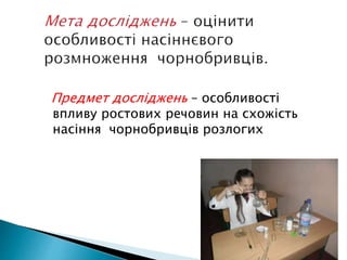 Предмет досліджень – особливості 
впливу ростових речовин на схожість 
насіння чорнобривців розлогих 
 