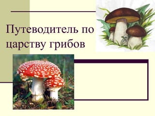 Путеводитель по 
царству грибов 
 