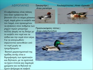 ΑΦΡΟΠΑΠΙΕΣ 
Οι αφρόπαπιες είναι πάπιες 
που όταν τρέφονται δεν 
βουτούν όλο το σώμα μέσαστο 
νερό, παρά μόνο το κεφάλι και 
τον λαιμό, ενώ προκειμένου 
να φτάσουν στον πυθμένα των 
ρηχών νερών μπορούμε 
πολλές φορές να τις δούμε με 
το κεφάλι στο νερό και τα 
πόδια και την ουρά στον αέρα. 
Για να απογειωθούν 
σηκώνονται κατευθείαν από 
το νερό χωρίς να 
τροχοδρομούν. 
Βασικό χαρακτηριστικό της 
ομάδας αυτής είναι ο 
διμορφισμός των αρσενικών 
και θηλυκών, με τα αρσενικά 
να έχουν έντονα και λαμπερά 
χρώματα και τα θηλυκά να 
έχουν φτέρωμα σε καφετί 
χρώματα. 
Σφυριχτάρι | 
Anas penelope 
Χουλιαρόπαπια | Anas clypeata 
Πρασινοκέφαλη πάπια | 
Anas platyrhynchos 
 