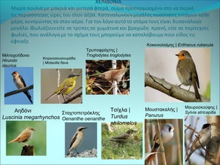 Μιλτοχελίδονο 
Hirundo 
daurica 
Κιτρινοσουσουράδα 
| Motacilla flava 
Τρυποφράχτης | 
Troglodytes troglodytes 
Κοκκινολαίμης | Erithacus rubecula 
Αηδόνι 
Luscinia megarhynchos 
Σταχτοπετρόκλης 
Oenanthe oenanthe 
Τσίχλα | 
Turdus 
philomelos 
Μουστακαλής | 
Panurus 
biarmicus 
Μαυροσκούφης | 
Sylvia atricapilla 
 
