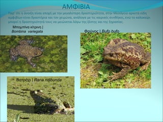Μπομπίνα κίτρινη | 
Bombina variegata Φρύνος | Bufo bufo 
Βατράχι | Rana ridibunda 
 