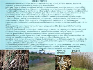 καλαμώνες 
ψάθες Κρίνος της βούρλα 
θάλασσας 
 