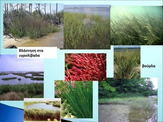 Βλάστηση στα 
υγρολίβαδα 
βούρλα 
 