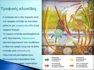 Η ενέργεια και η ύλη περνούν από 
ένα τροφικό επίπεδο σε ένα άλλο, 
μέσα σε μια τροφική αλυσίδα ή ένα 
τροφικό πλέγμα. 
Το πρώτο επίπεδο καταλαμβάνεται 
από πρωτογενείς παραγωγούς 
(φυτικοί οργανισμοί που συνθέτουν 
οι ίδιοι την τροφή τους) και τα άλλα 
επίπεδα από καταναλωτές 
(πρωτογενείς-φυτοφάγα ζώα, 
δευτερογενείς-σαρκοφάγα ζώα, 
τριτογενείς-κορυφαία σαρκοφάγα 
 