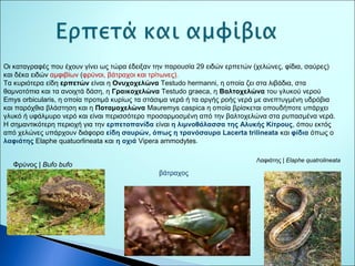 Οι καταγραφές που έχουν γίνει ως τώρα έδειξαν την παρουσία 29 ειδών ερπετών (χελώνες, φίδια, σαύρες) 
και δέκα ειδών αμφιβίων (φρύνοι, βάτραχοι και τρίτωνες). 
Τα κυριότερα είδη ερπετών είναι η Ονυχοχελώνα Testudo hermanni, η οποία ζει στα λιβάδια, στα 
θαμνοτόπια και τα ανοιχτά δάση, η Γραικοχελώνα Testudo graeca, η Βαλτοχελώνα του γλυκού νερού 
Emys orbicularis, η οποία προτιμά κυρίως τα στάσιμα νερά ή τα αργής ροής νερά με ανεπτυγμένη υδρόβια 
και παρόχθια βλάστηση και η Ποταμοχελώνα Mauremys caspica η οποία βρίσκεται οπουδήποτε υπάρχει 
γλυκό ή υφάλμυρο νερό και είναι περισσότερο προσαρμοσμένη από την βαλτοχελώνα στα ρυπασμένα νερά. 
Η σημαντικότερη περιοχή για την ερπετοπανίδα είναι η λιμνοθάλασσα της Αλυκής Κίτρους, όπου εκτός 
από χελώνες υπάρχουν διάφορα είδη σαυρών, όπως η τρανόσαυρα Lacerta trilineata και φίδια όπως ο 
λαφιάτης Elaphe quatuorlineata και η οχιά Vipera ammodytes. 
Λαφιάτης | Elaphe quatrolineata Φρύνος | Bufo bufo 
βάτραχος 
 