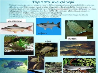 μαυροτσιρώνι 
κέφαλοι 
γλώσσες 
χέλι 
γριβάδι 
μουστάκιας 
 