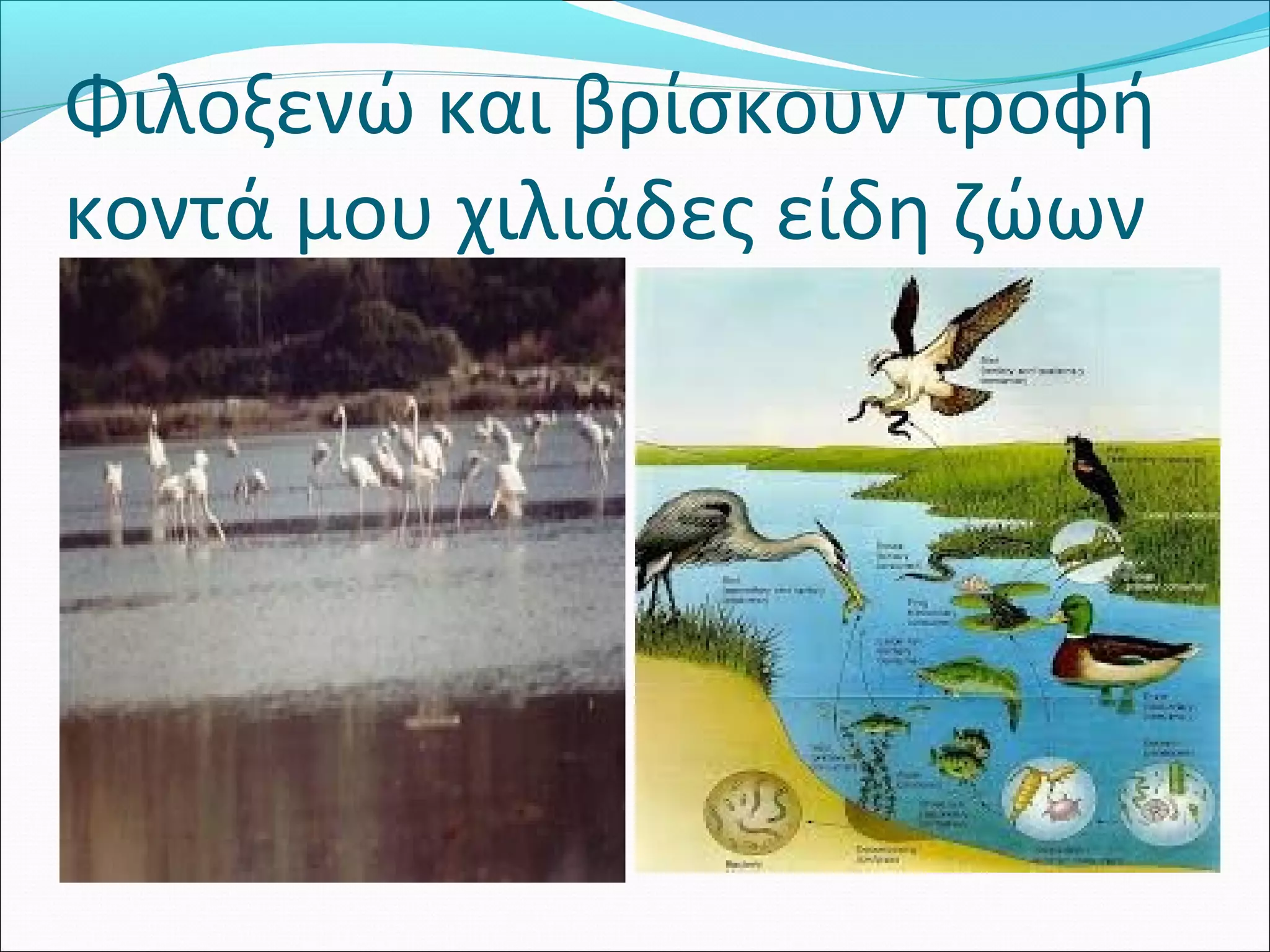 Φιλοξενώ και βρίσκουν τροφή 
κοντά μου χιλιάδες είδη ζώων 
 