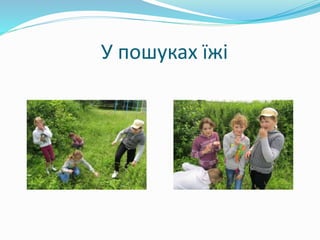 У пошуках їжі 
 