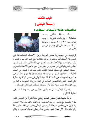 58 
الباب الثالث 
) ستمكة البلطي ( 
مواصفات عامة لأسماك البلطي : 
تملك سمكة البلطى جسم اً 
مستطياف ؛ وزعانف ظهرية ، وبها 
32 شوكة ، ويوجد : حوالى من 13 
لها أنف واحد على كل جانب وهى من 
الأسماك 
الرئيسية فى جمهورية مصر العربية ومن الأسماك المستساغة فى 
الطعم عن أسماك أخرى كثيرة ، وهى متكاملة مع الجو الموجود عندنا ، 
ولو تم الأهتمام بها لأعطت إنتاجاً أحسن من ذلك بكثير ، كما إنها تتميز 
بإمكان تسويقها فى أي حجم وأي عمر دون غيرها من الأسماك الأخرى 
. سمكة البلطي هي سمكة نباتية التغذية تنمو بسرعة ؛ تعيش في المياه 
العذبة ، والمناطق الحارة وتموت إذا انخفضت درجة حرارة الماء عن 
21 درجة مئوية ، هي السمكة الشعبية الأولى في مصر لها قدرة عالية 
على تحمل نقص الأكسجين المذاب في الماء وزيادة الملوحة ، كما أن 
لهذه الأسماك خصوصية تكاثرية وسلوكية تختلف عن باقي الأسماك . 
وفصيلة البلطى تشمل فصيلتين تختلفان عن بعضهما أساساً فى 
عملية التكاثر : 
نوعاً منهما يكون صغير الحجم وينتج عدداً كبيراً من البيض الذى 
يكون ملتصقاً مع بعض ، وبعد التبويض فإن الأب والأم يحرسان البيض 
والجنين حتى يفقص ، وهذا النوع من البلطى يعتبر من آفات المزرعة 
وتم مقاومتة ؛ لأن معدل نموه بطيئ جداً ويعطى أحجاماً صغيرة ، وتتم 
 