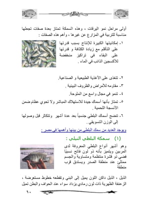 أولى مراحل نمو اليرقات ، وهذه السمكة تمتاز بعدة صفات تجعلها 
مناسبة للتربية في المزارع عن غيرها ، وأهم هذه الصفات : 
61 
-2 إمكانيتها الكبيرة للإنتاج بسبب قدرتها 
على التأقلم مع زيادة الكثافة و قدرتها 
على البقاء في تراكيز منخفضة 
للأكسجين الذائب في الماء . 
-1 تتغذى على الأغذية الطبيعية و الصناعية. 
-3 مقاومه للأمراض والظروف البيئية . 
-4 تنمو في مجال واسع من الملوحة. 
-5 تمتاز بأنها أسماك جيدة لافستهافك المباشر ولا تحوي عظام ضمن 
الأنسجة اللحمية . 
-6 تنضج أسماك البلطي جنسياً بعد عدة أشهر وتتكاثر قبل وصولها 
إلى الوزن التسويقي . 
ويوجد العديد من سمك البلطي من بينها وأهمها في مصر : 
1( سمكة البلطي النيلي : ( 
وهو أشهر أنواع البلطي المعروفة لدى 
المربين ويتميز بأنه ذو لون فاتح نسبيًا 
فضي ذو قشرة منتظمة ومتساوية والجسم 
ممتلئ عند منطقة الصدر ويستدق قرب 
منطقة 
الذيل ، الذيل داكن اللون يميل إلى البني وتقطعه خطوط مستعرضة ، 
الزعنفة الظهرية ذات لون رمادي يزداد سواء عند الحواف والبطن تميل 
 