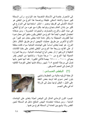 إلى الاحمرار خاصة في الأسماك الناضجة عند التزاوج ، رأس السمكة 
كبير نسبيًا والشفه السفلى غليظة وواضحة هذا النوع من البلطى هو 
السمك الأصلى فى أفريقيا ومصر ، انتشر استخدامها في المزارع في 
كثير من بلدان العالم بنجاح ويتواجد بكثرة مع غيره من أنواع البلطي 
في مياه النيل والترع والمصارف والبحيرات المصرية ، ومن صفاته 
احتضان البيض، أيضاً هذا النوع من البلطى يكون متغيراً فى معدل نموة 
تبعاً للظروف المحيطة به ولكن عامة فإنه يعطى معدل نمو كبيراً عن 
الأنواع الأخرى عن طريق عمليات التهجين أوعن طريق التكاثر داخل 
النوع ، هو أيضاً يتغذى أساساً على الهائمات النباتية سواء كانت معلقة 
أو على القاع، وزريعة هذا النوع من البلطى تتغذى على بقايا الكائنات 
الدقيقة ) الروتفيرا ( أو بعض أنواع الهائمات النباتية ، ودرجة الحرارة 
المميتة لهذا النوع من 21 درجة مئوية ، وإنتاجها من البيض يقدر 
25111 بيضة للأنثى الكبيرة . كما أنها تتميز بأنها – بحوالى 2111 
6 شهور وبذلك فإنها تعطى الفرصة الكافيه - تصل إلى مرحلة النضج 5 
لأن تصل إلى الحجم التسويقى . 
61 
2( البلطي الحساني : ( 
الزعنفة الزيليه خالية من الخطوط وتنتهي 
بلون أحمر دموى كما توجد بعض النقط 
على الذيل ، البطن لونها يميل إلى الزرقة 
أما في باقي الجسم 
فيسود اللون الرمادي المائل إلى البياض أحيأنا يتغذى على الهائمات 
المائية ، ومن صفاته احتضانه البيض الملقح داخل فم السمكة لحين 
الفقس ولذا يشيع بين العامة أن السمكة تفرخ من فمها . 
 